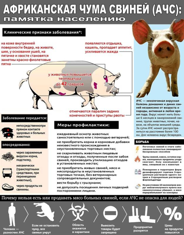 Памятка по африканской чуме свиней