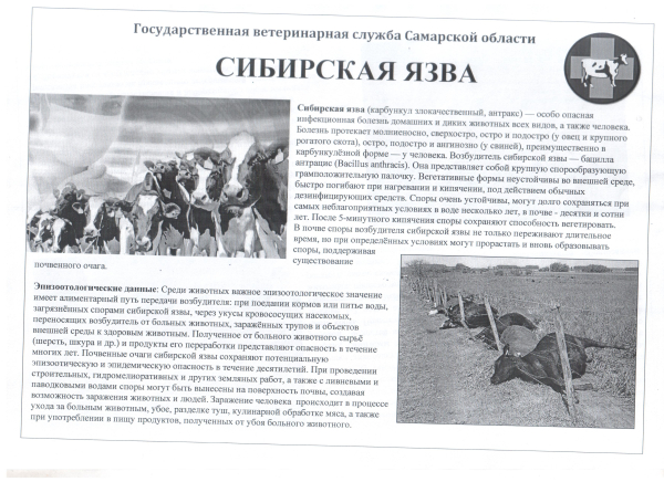 Листовка сибирская язва