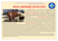 Нодулярный дерматит