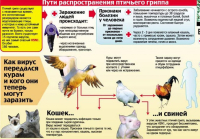 Высокопатогенный грипп птиц